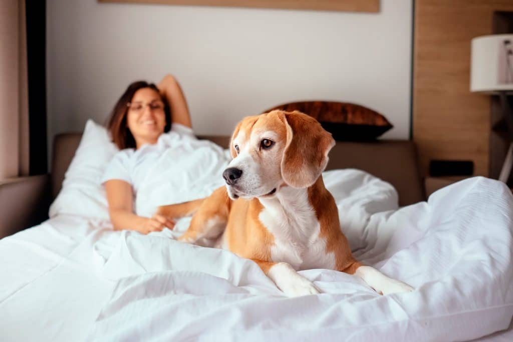 Tips to Make Your Home Pet-Friendly