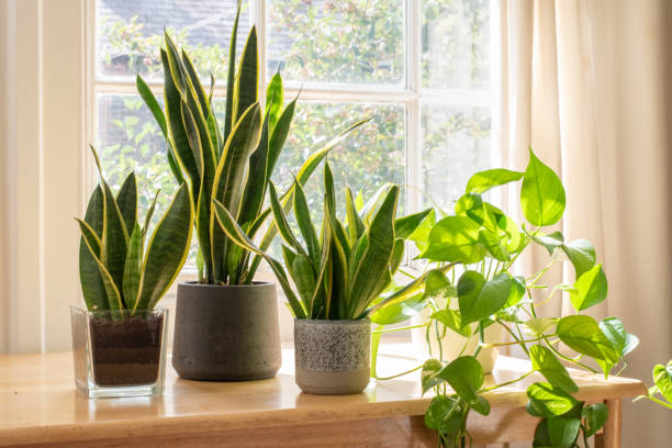 These 5 Plants Can Bring Good Luck Into Your Home in 2021